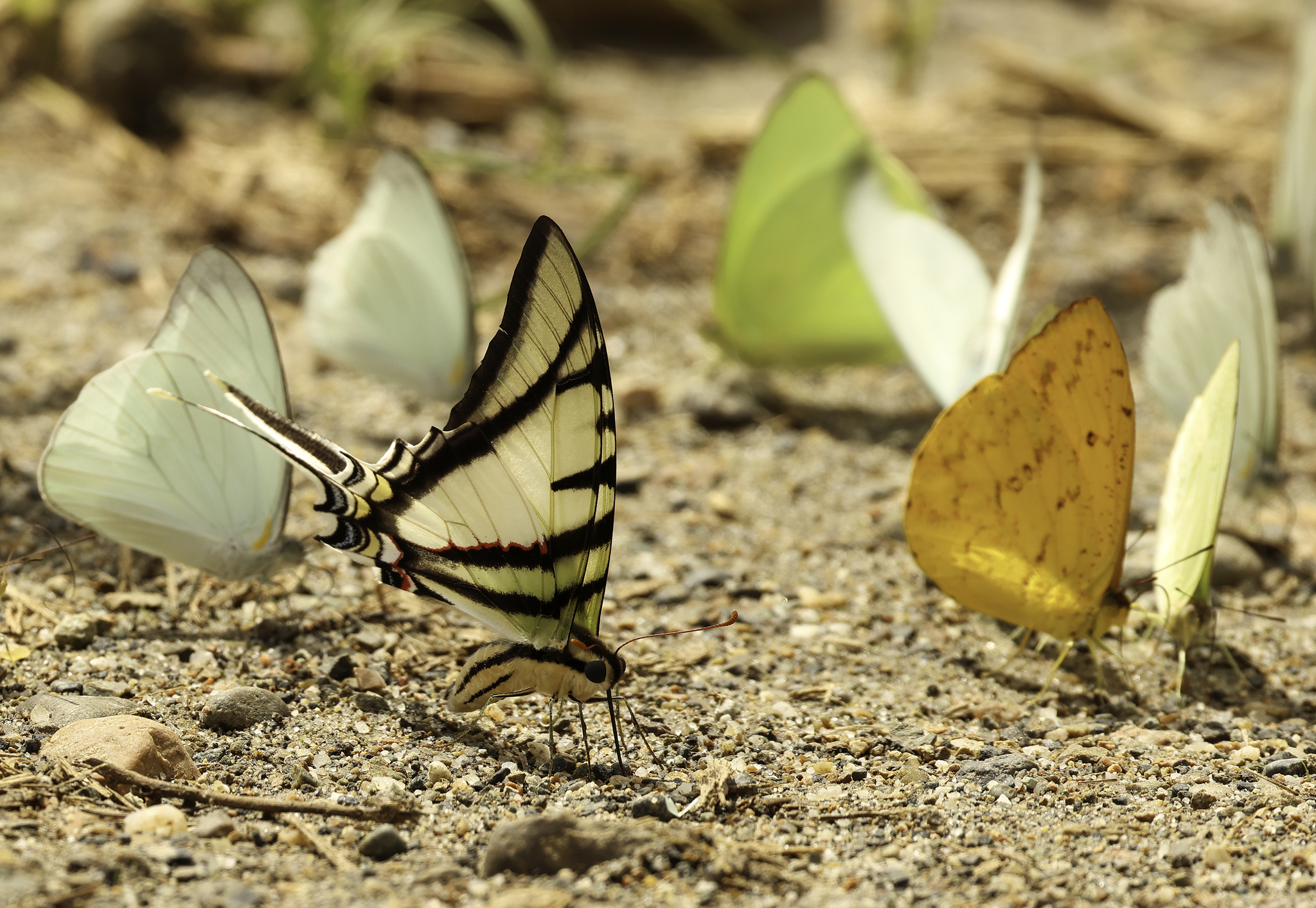 Butterflies