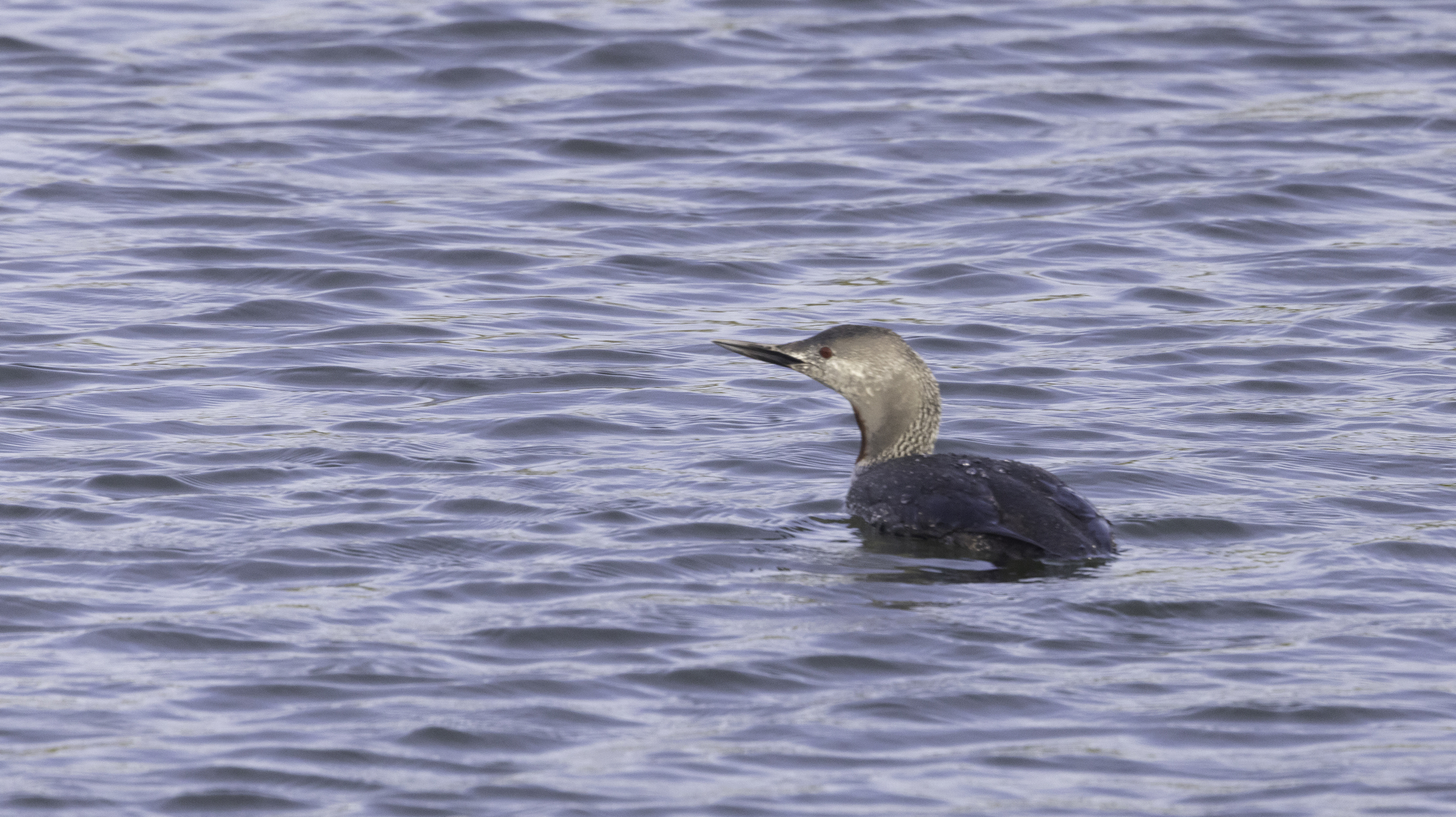 Red-throated Loon in Monterey County, California (4/19/2026).