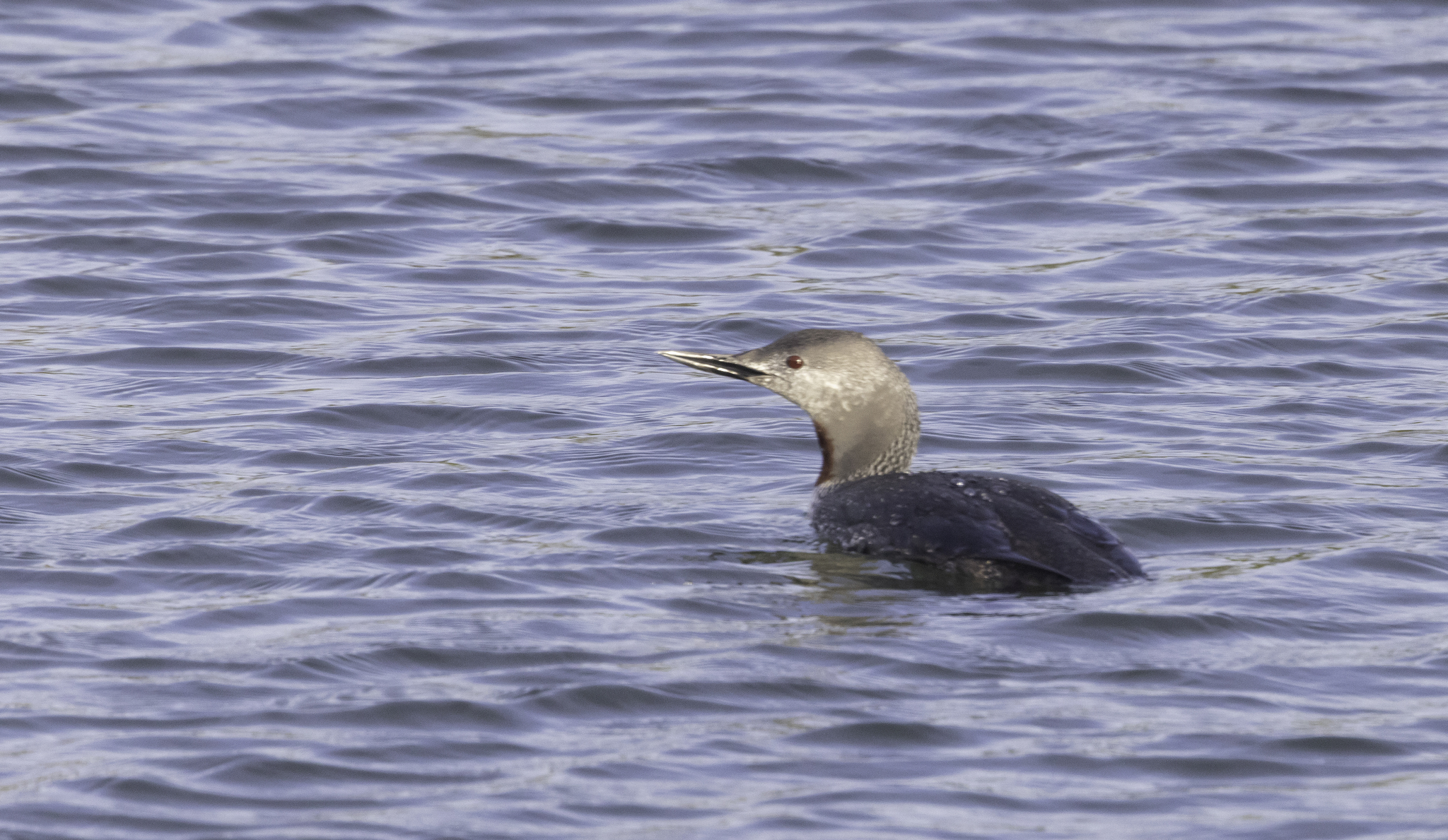 Red-throated Loon in Monterey County, California (4/19/2026).