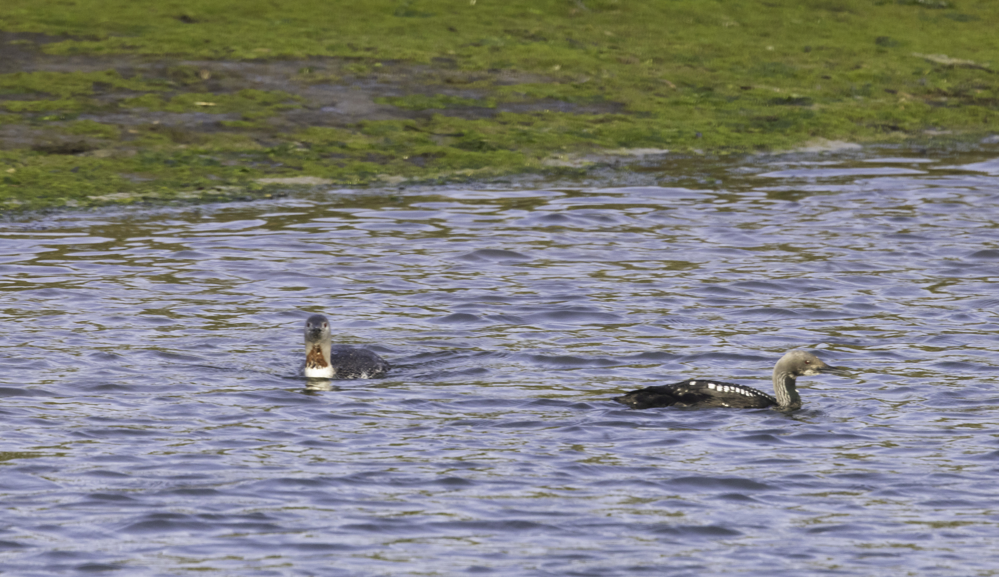 Red-throated Loon in Monterey County, California (4/19/2026).