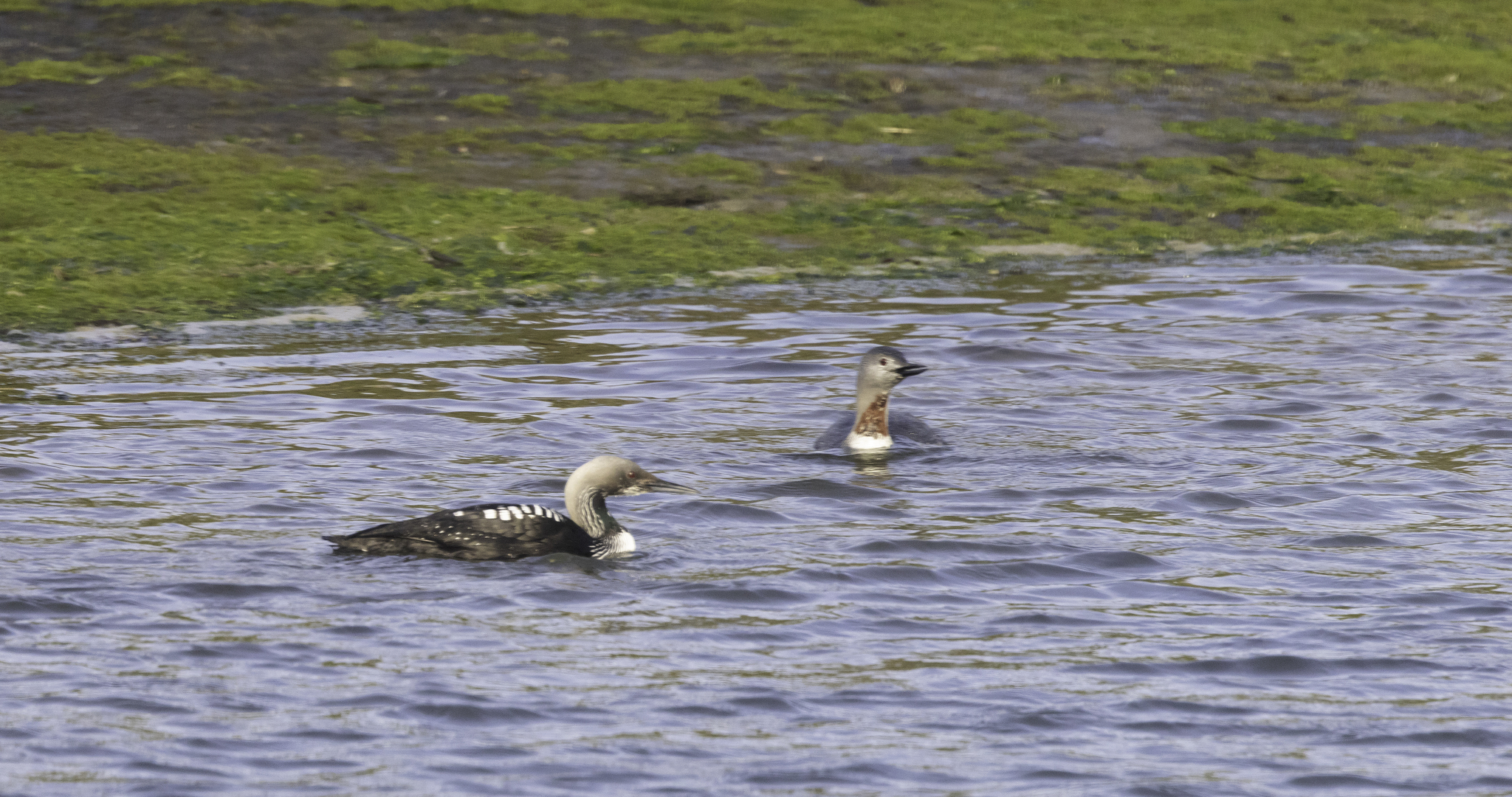 Red-throated Loon in Monterey County, California (4/19/2026).