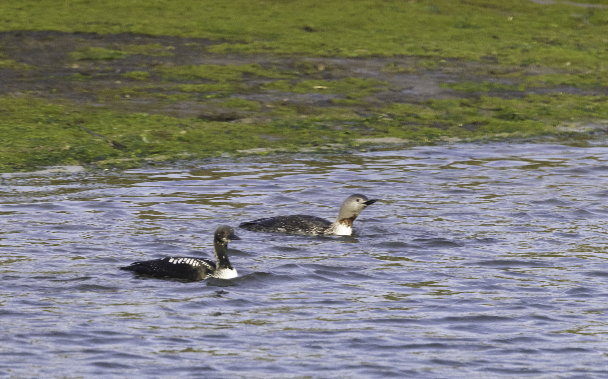 Red-throated Loon in Monterey County, California (4/19/2026).