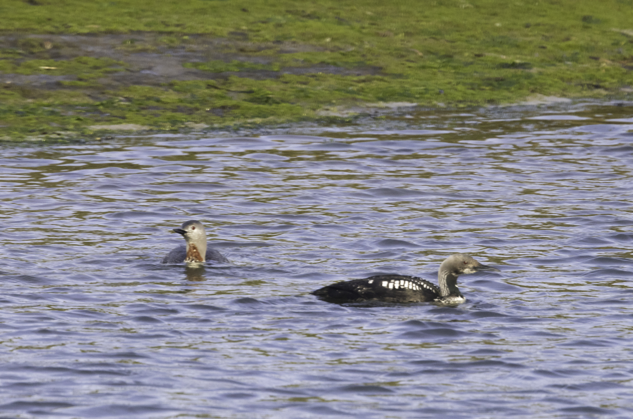 Red-throated Loon in Monterey County, California (4/19/2026).