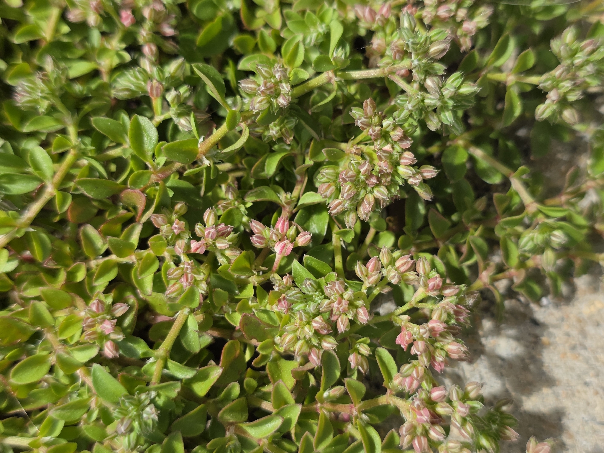 Fourleaf Manyseed in Monterey County, California (4/30/2026).