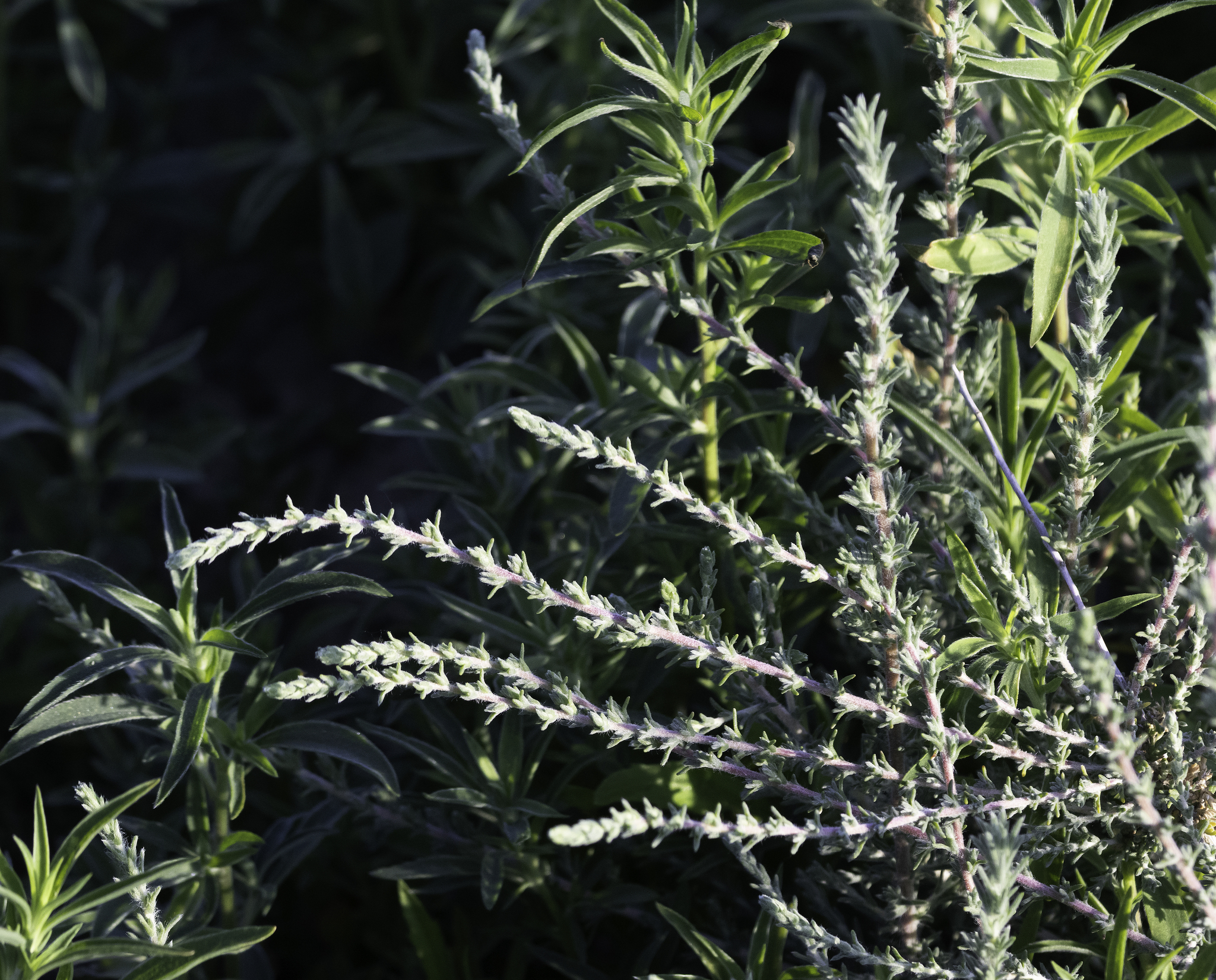 Forage Kochia in Aragon, Spain (5/20/2026). Genus Bassia (Smotherweeds)