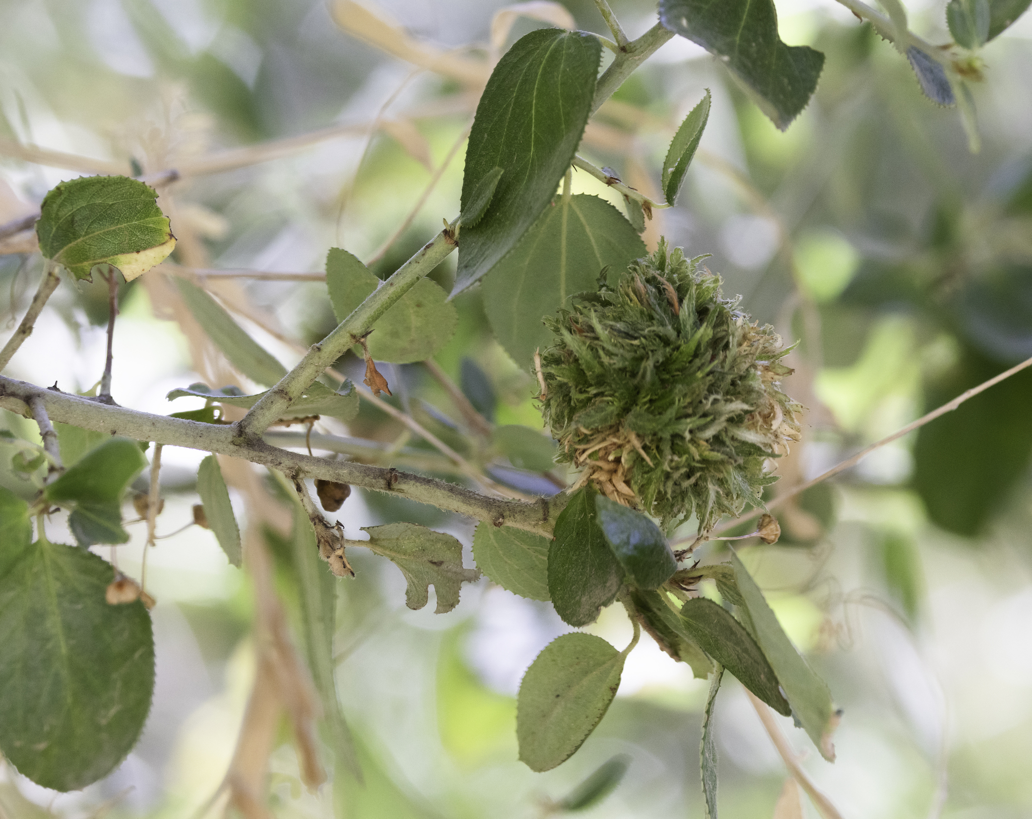 Ceanothus Bud Gall Midge (Asphondylia ceanothi)