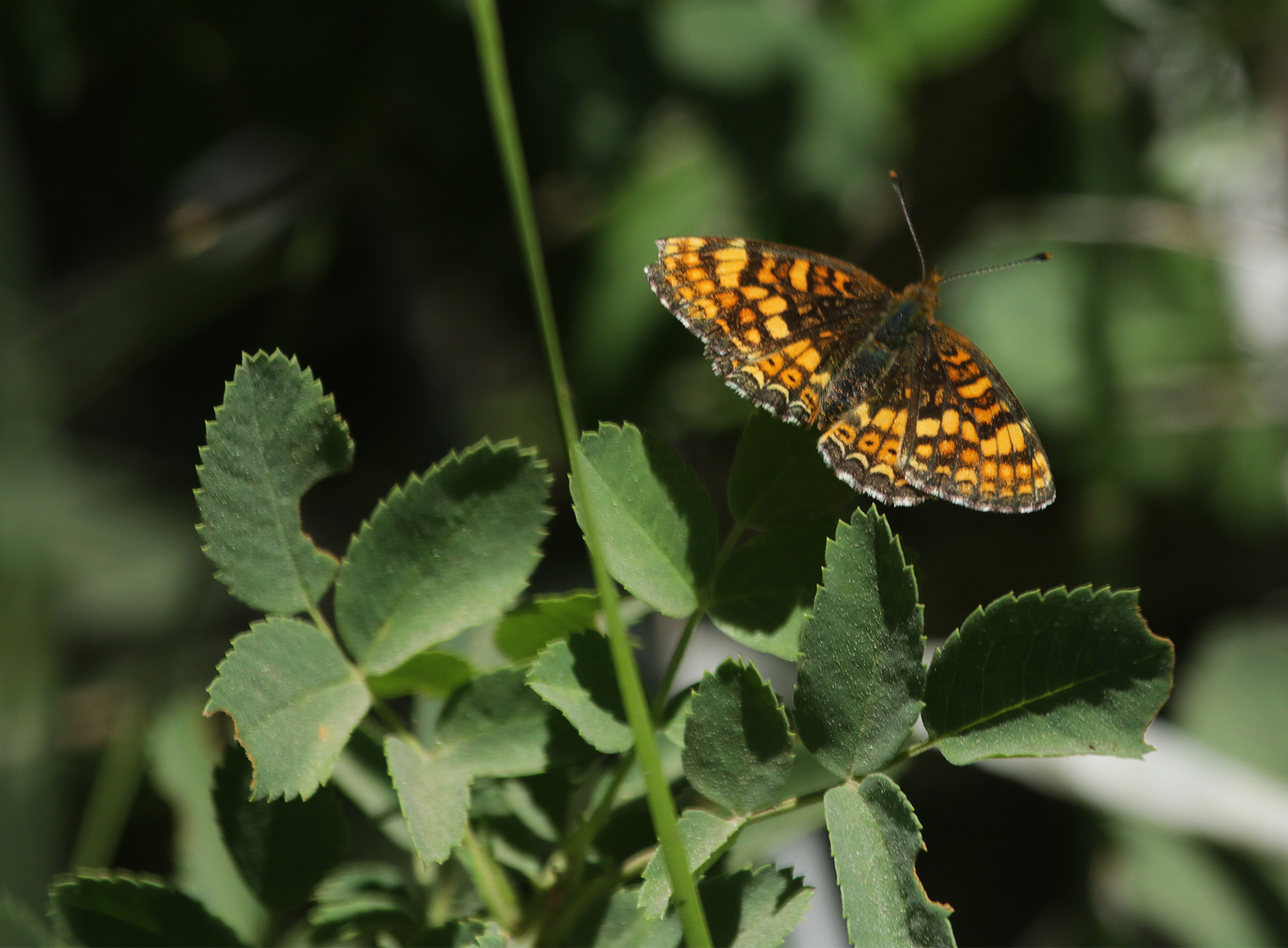 Field Crescent (Phyciodes pulchella)
