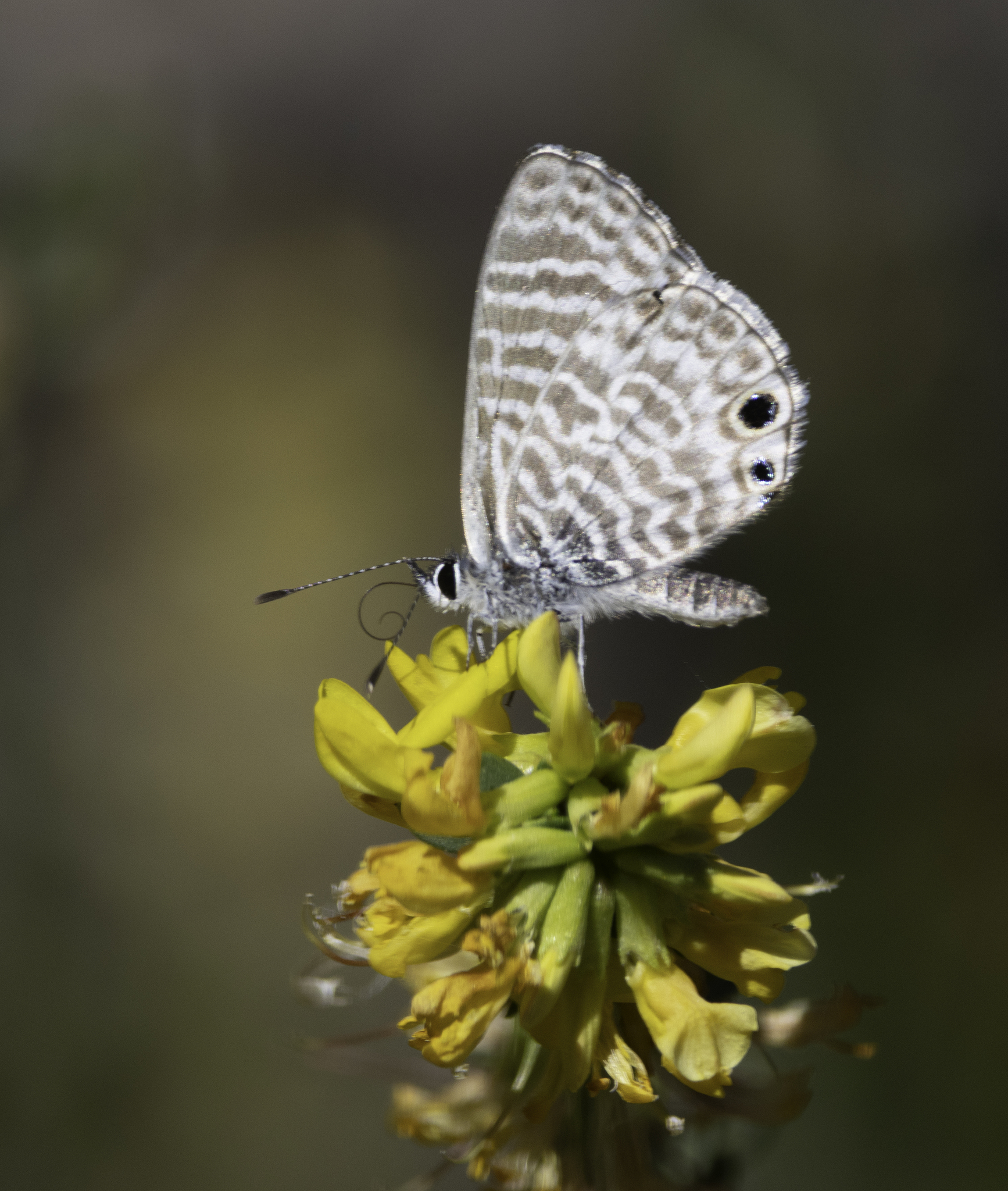 Marine Blue (Leptotes marina)