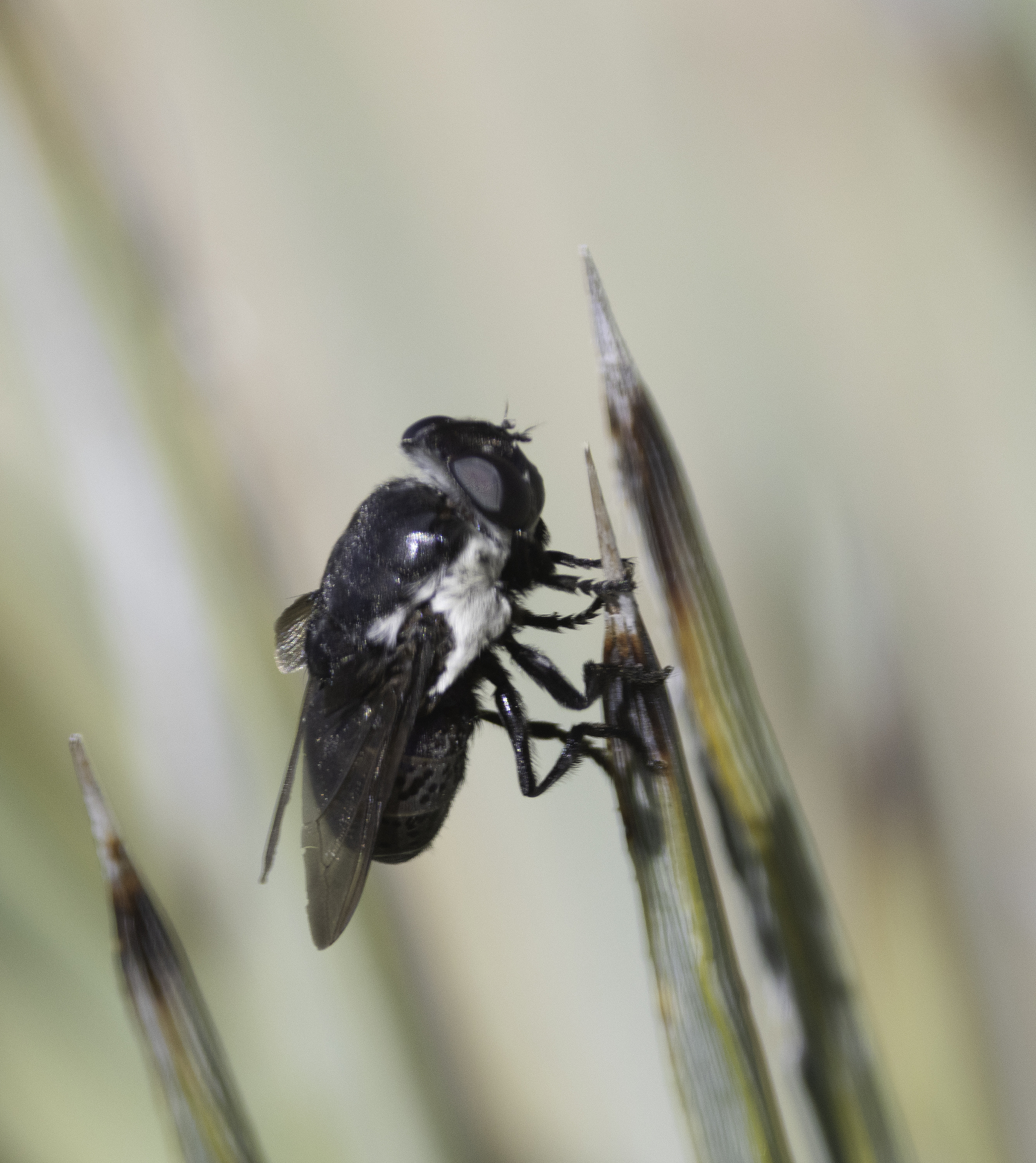 Cuterebra latifrons