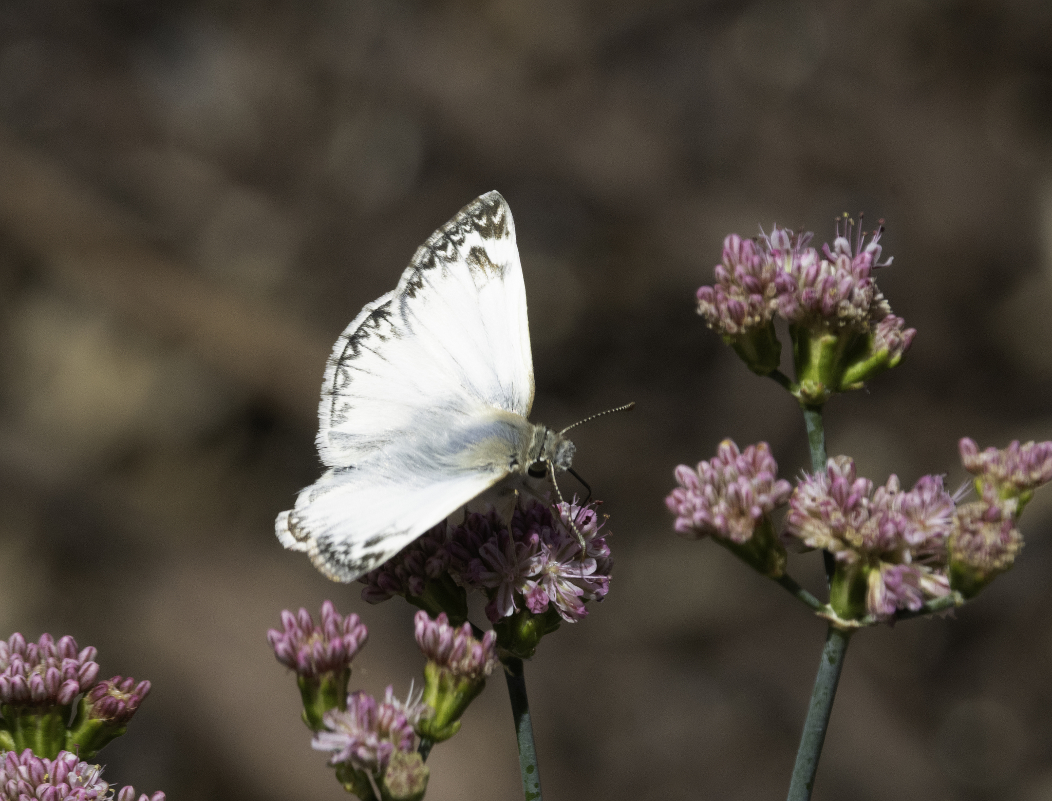 Northern White-Skipper (Heliopetes ericetorum)