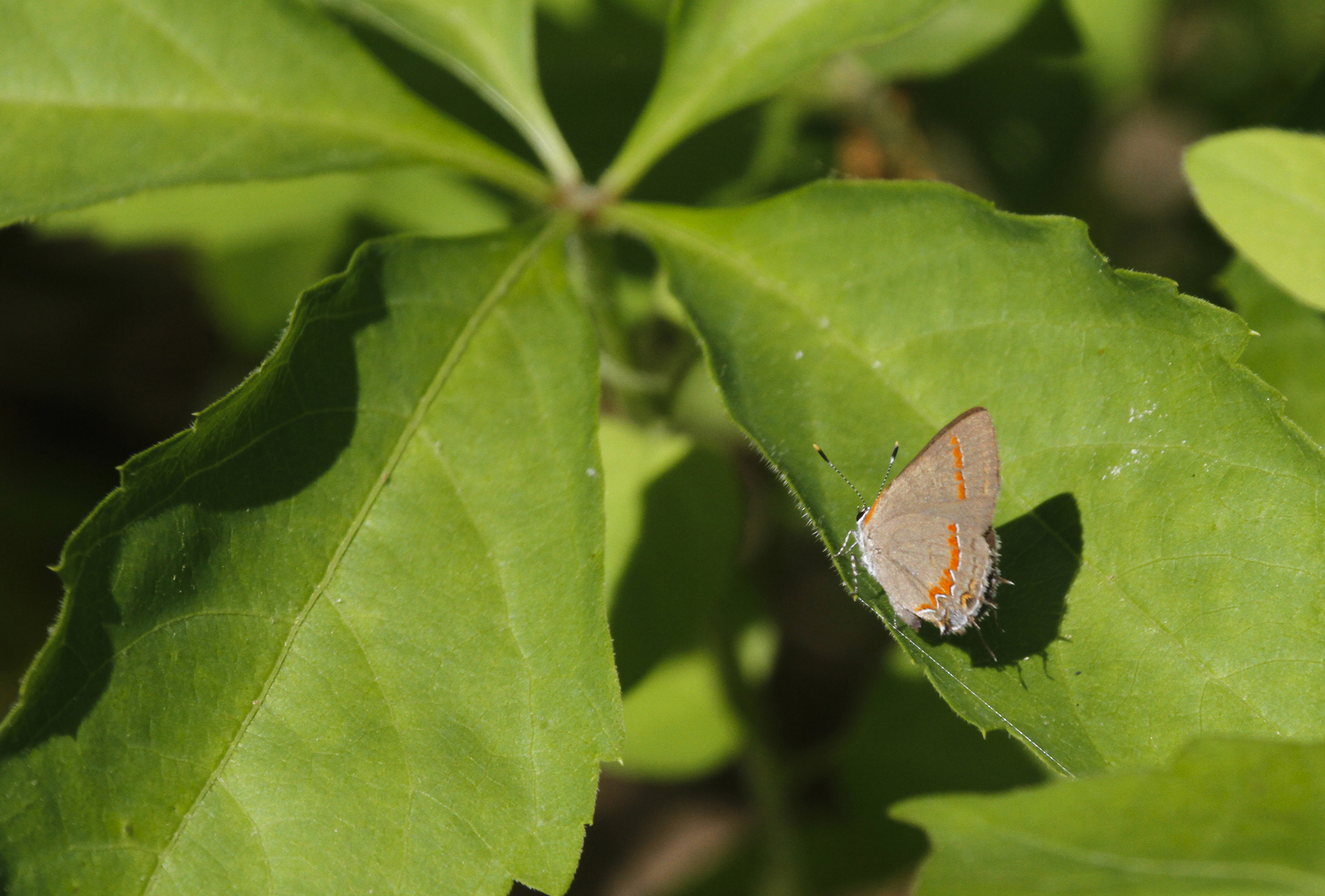 Red-banded Hairstreak (Calycopis cecrops)
