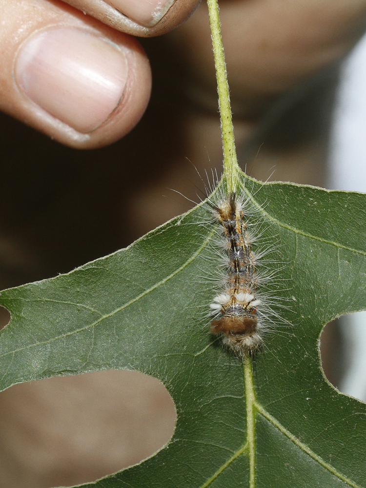 Yellow-haired Dagger Moth (Acronicta impleta)