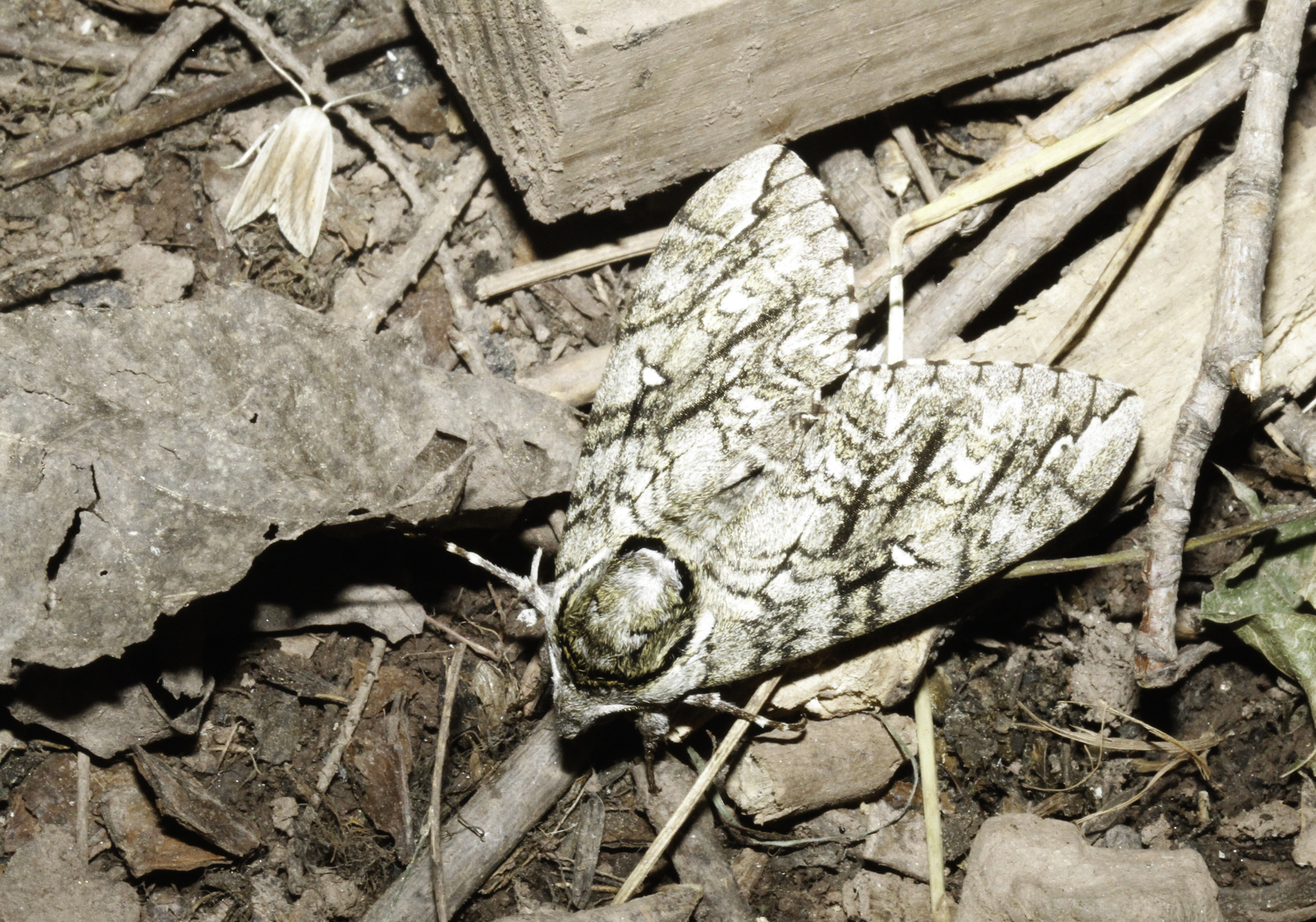 Waved Sphinx (Ceratomia undulosa)