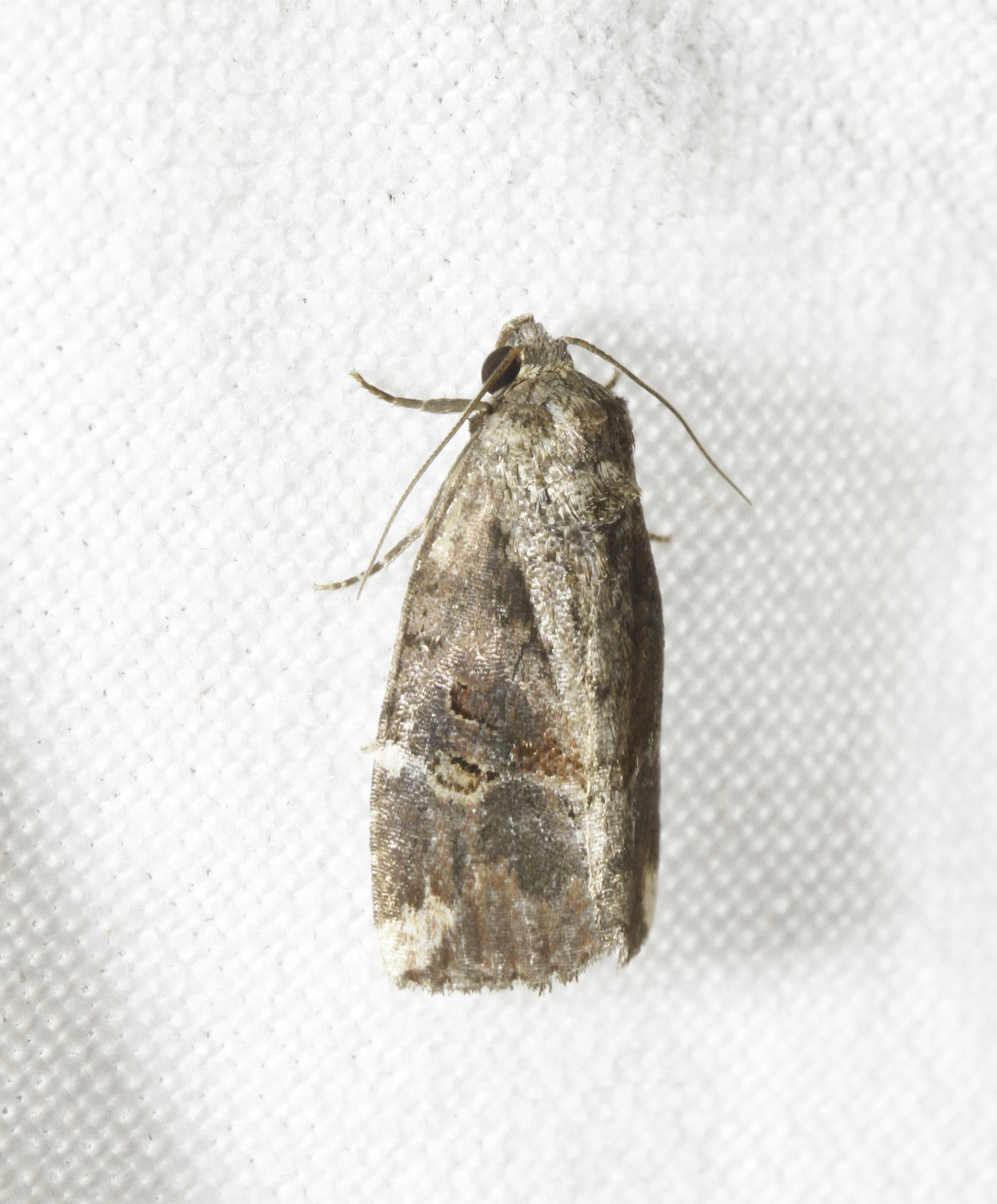Variegated Midget (Elaphria versicolor)