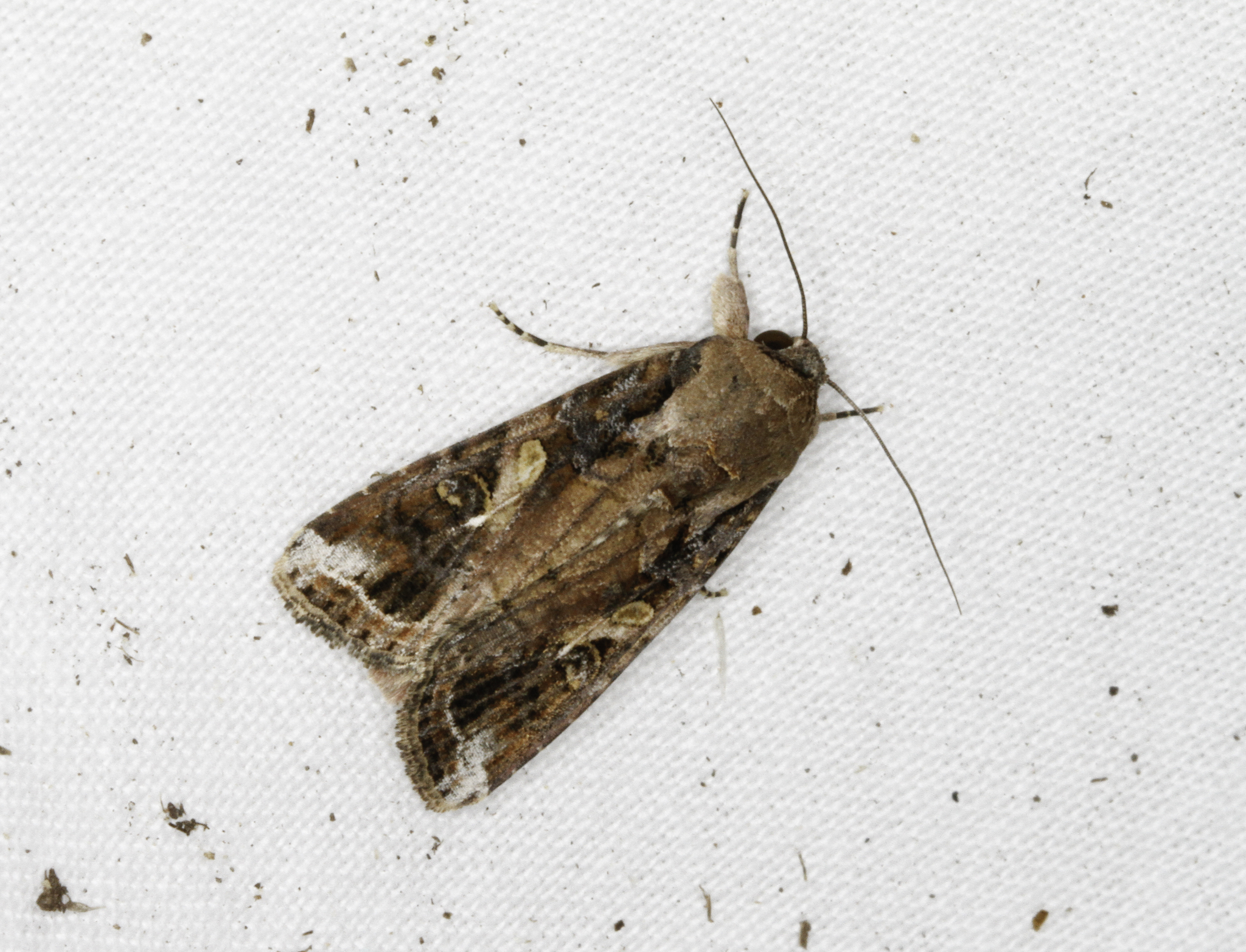 Fall Armyworm Moth (Spodoptera frugiperda)