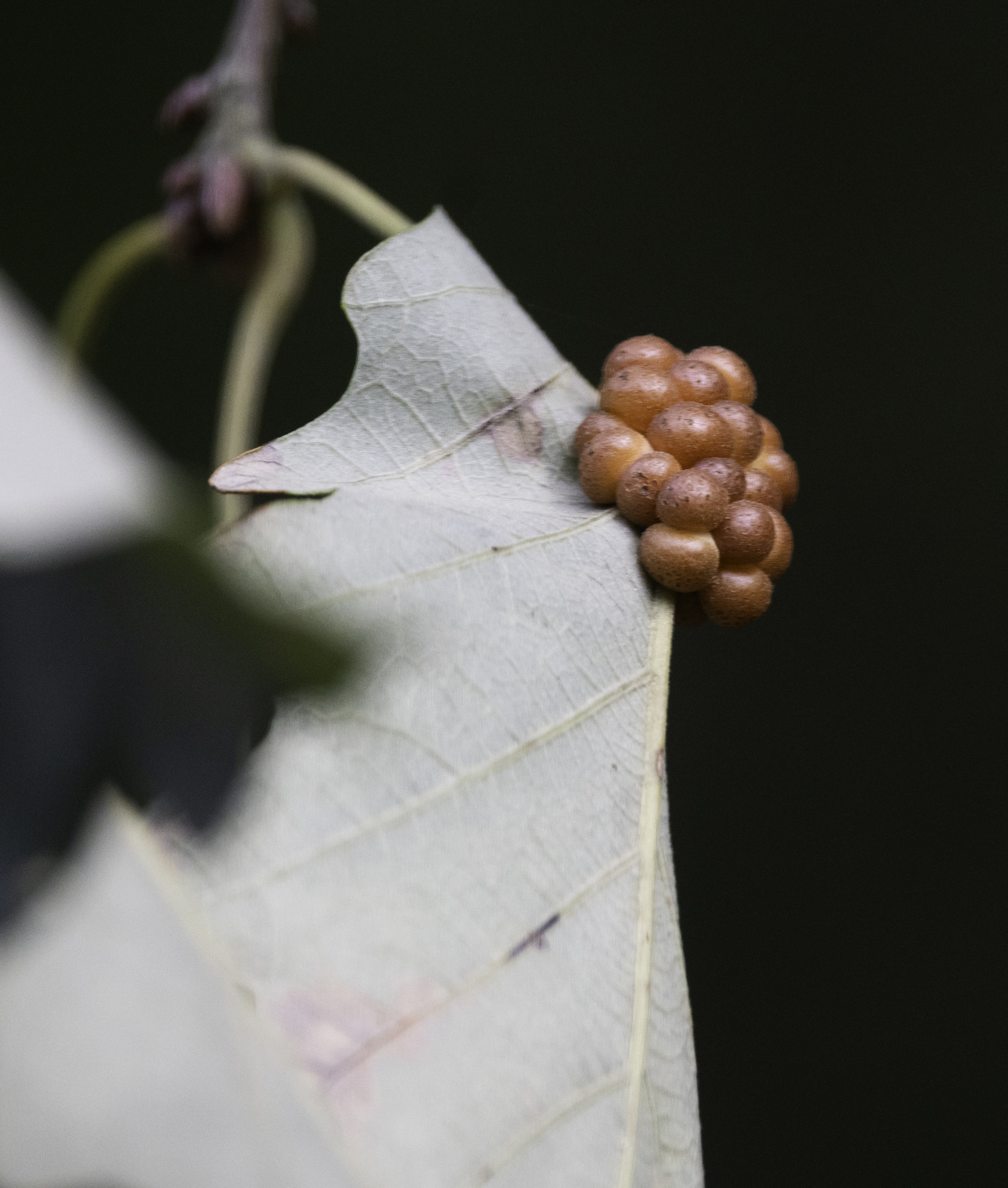 Clustered Midrib Gall Wasp (Andricus dimorphus)