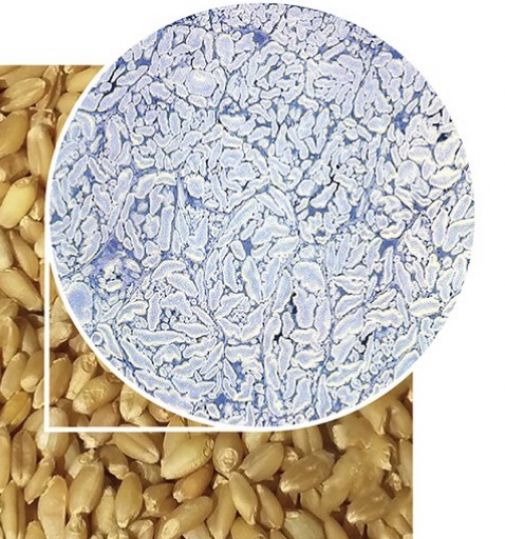 How Long Should You Take Colon Broom