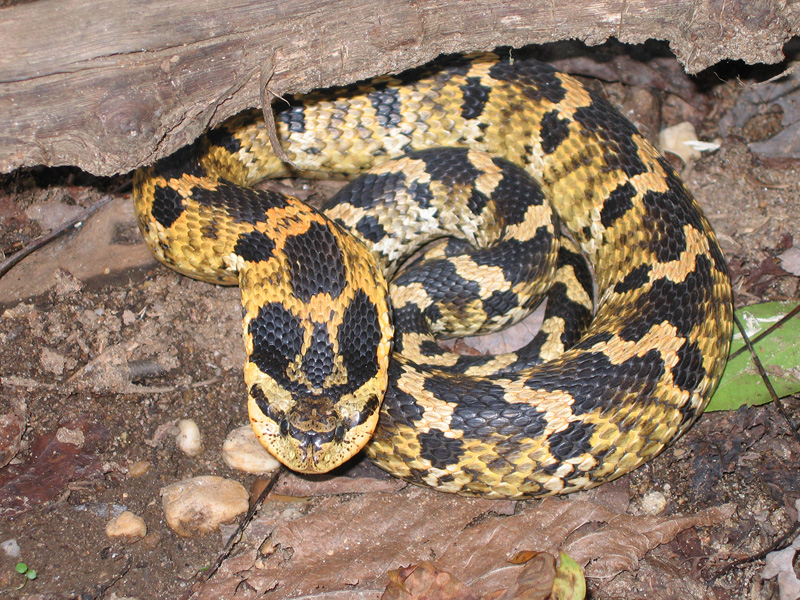 Soil Sidekicks – Eastern Hognose Snakes