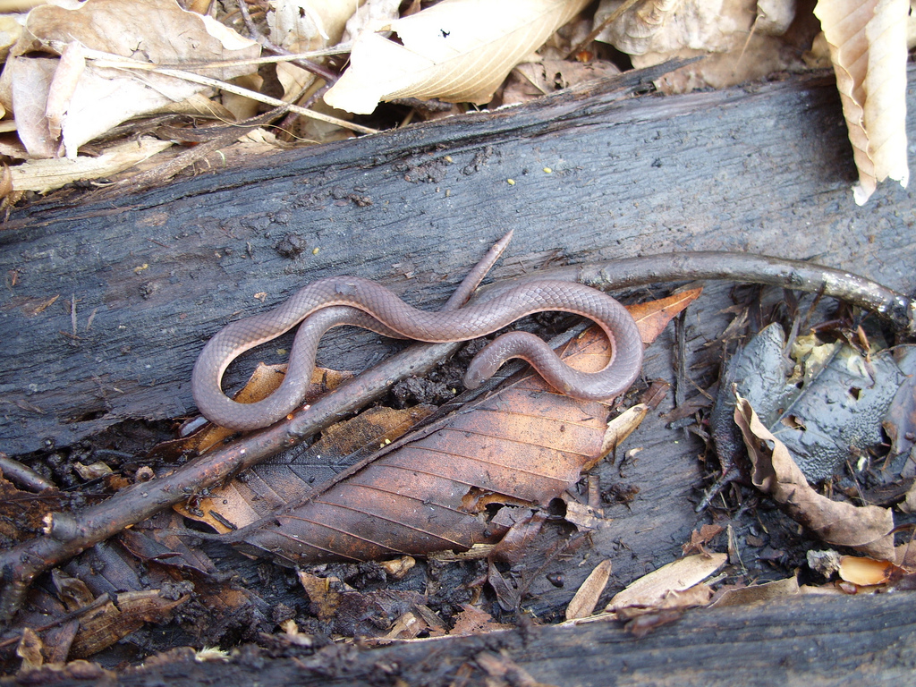 Maryland Biodiversity Project Eastern Worm Snake (Carphophis amoenus)