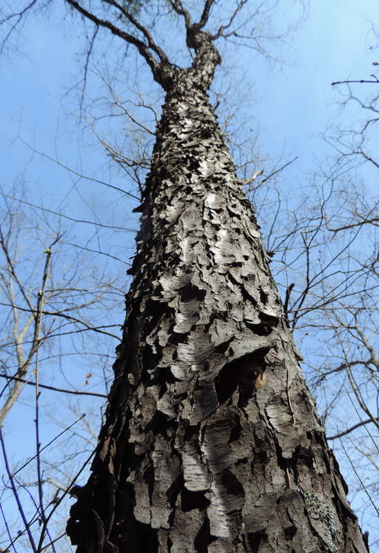 Maryland Biodiversity Project - Black Cherry (Prunus serotina)
