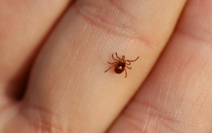 About Lone Star Tick Maryland Biodiversity Project
