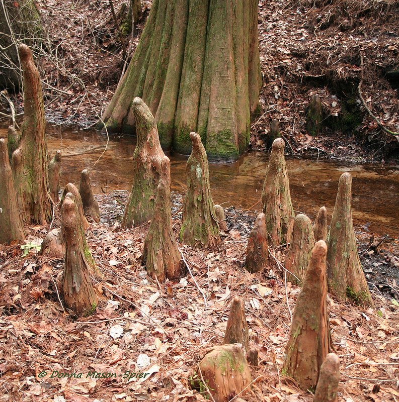 Bald Cypress knees in Worcester Co., Maryland (2/25/2012).
