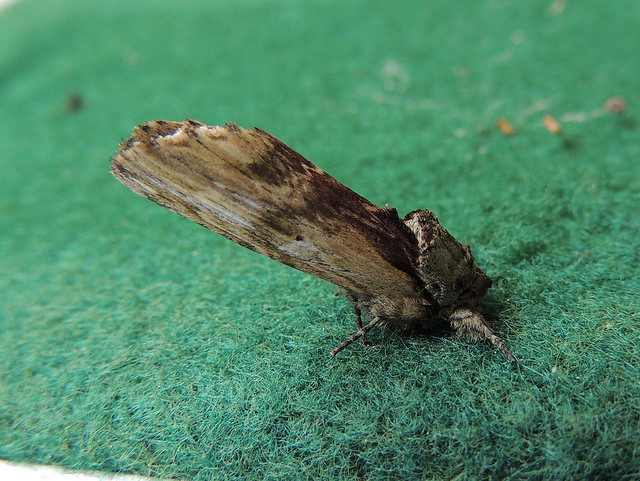 Maryland Biodiversity Project - Red-washed Prominent Moth (Oedemasia ...