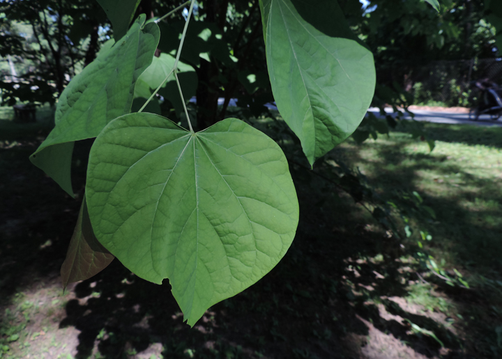 eastern redbud leaves