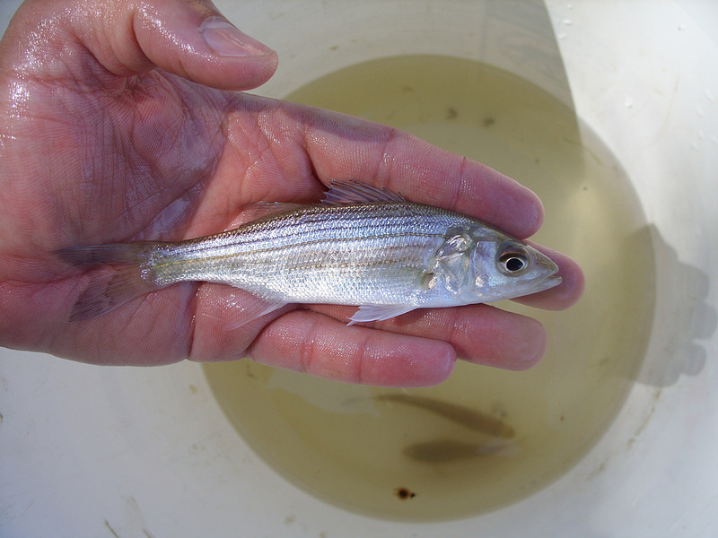 Maryland Biodiversity Project - Striped Bass (Morone saxatilis)