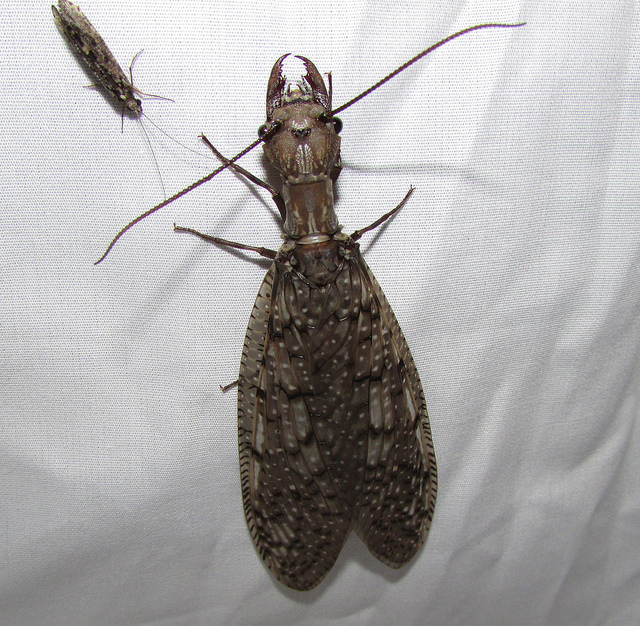 Maryland Biodiversity Project - Eastern Dobsonfly (Corydalus cornutus)