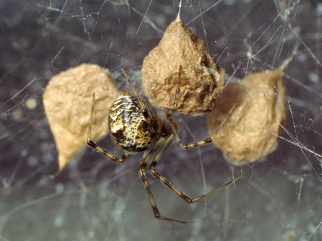 Maryland Biodiversity Project - Late summer and fall is prime spider season  in Maryland. According to Wikipedia, nearly 46,000 living species of  spiders (order Araneae) have been identified and [those species] are