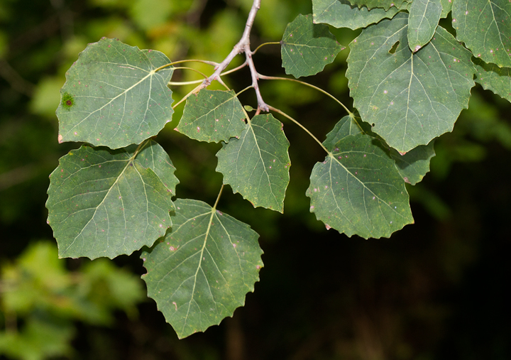 Populus euphratica листья. Big Tooth Aspen Populus grandidentata. Bigtooth.