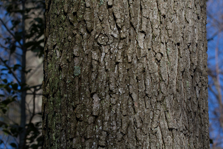 The trunk of a Black Oak in Anne Arundel Co., Maryland (2/14/2013).