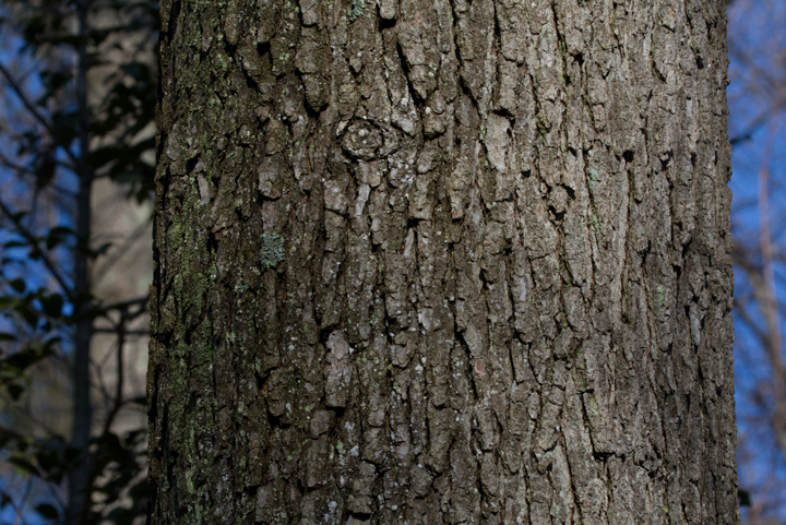 Black Oak  Glen Arboretum