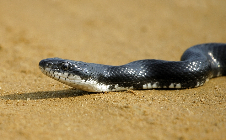 Black Rat Snake  The Maryland Zoo