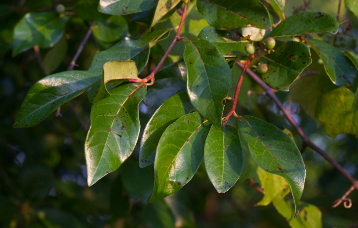 black gum tree leaves