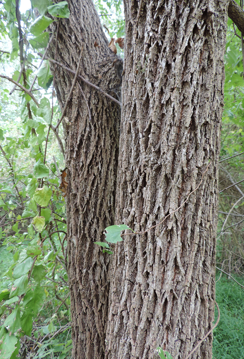 Trunk of a Black Walnut tree in Howard Co., Maryland (9/8/2013).
