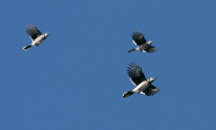 This is a cleanly constructed image of a Blue Jay head. This file