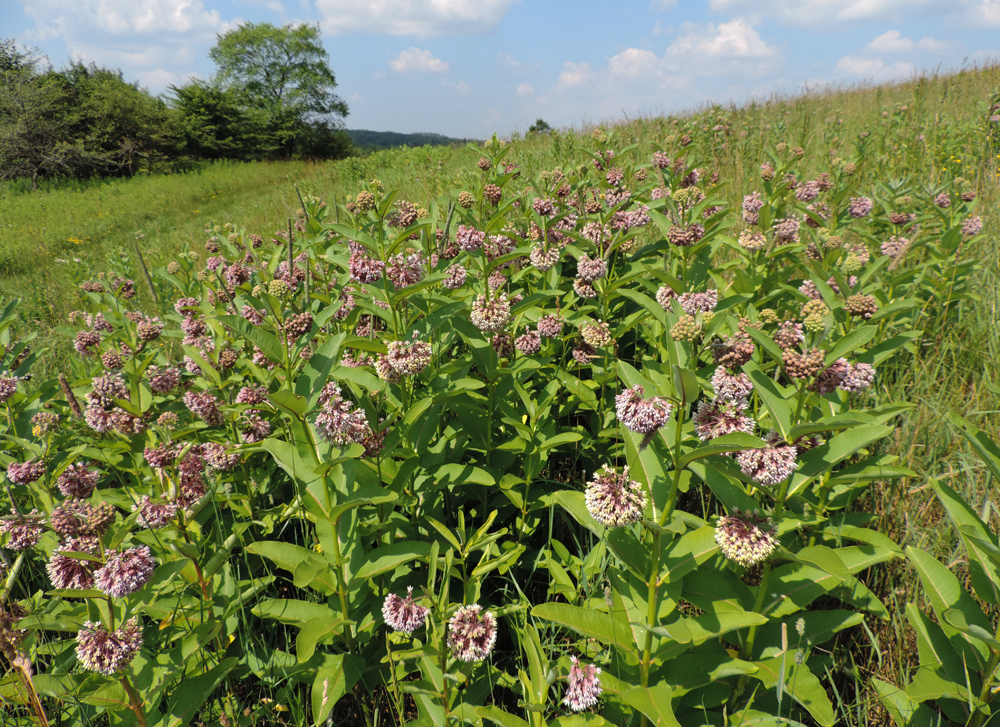 Image of Common milkweed in field