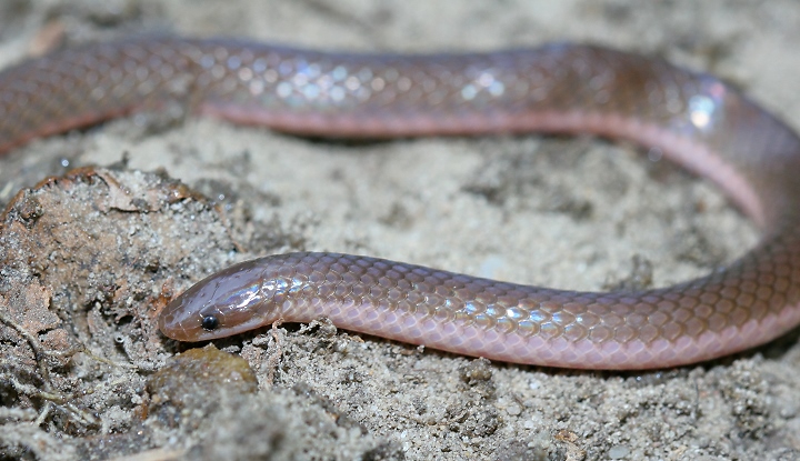 download eastern worm snake download eastern worm snake