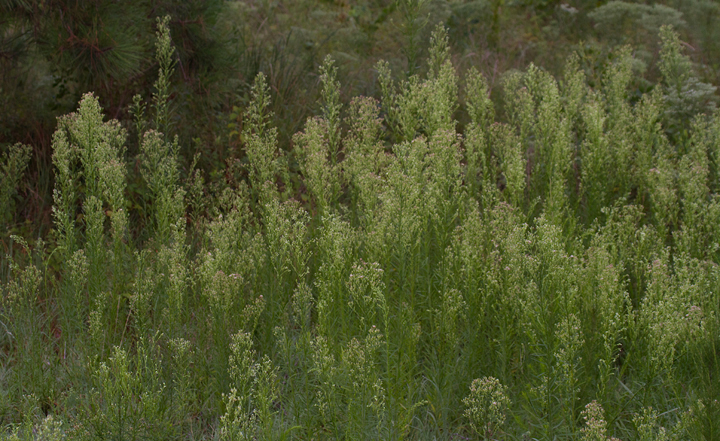 Canadian Horseweed