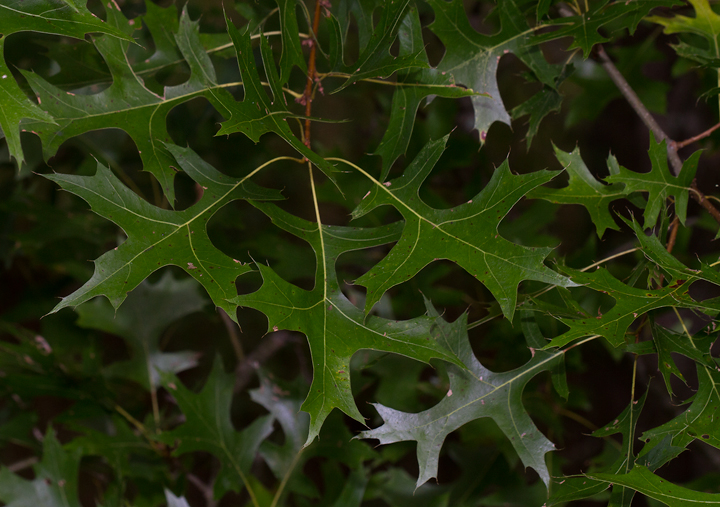 pin oak tree leaves