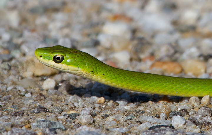 Maryland Biodiversity Project - Northern Rough Green Snake (Opheodrys ...