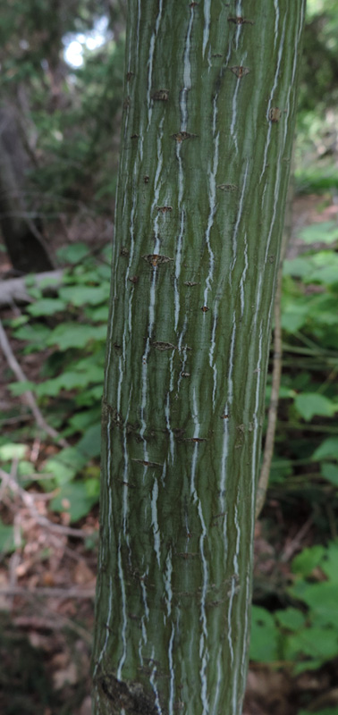 young maple bark