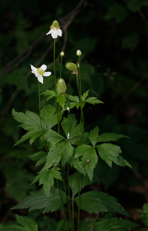 Maryland Biodiversity Project - Tall Thimbleweed (Anemone virginiana var.  virginiana)