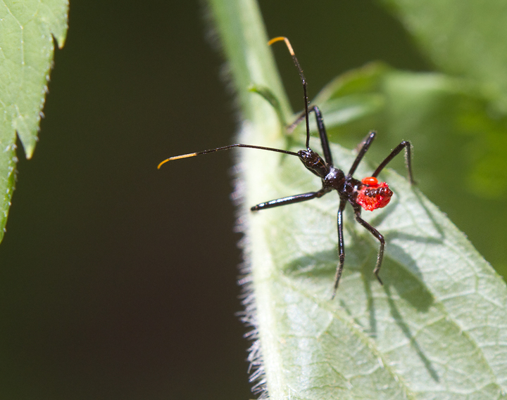 https://objects.liquidweb.services/images/201407/bill_hubick_wheel_bug_wo_md_20130615_01.jpg