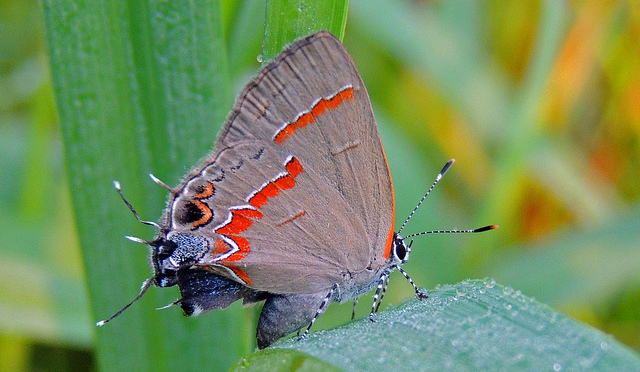 Red-Banded Hairstreak  Missouri Department of Conservation