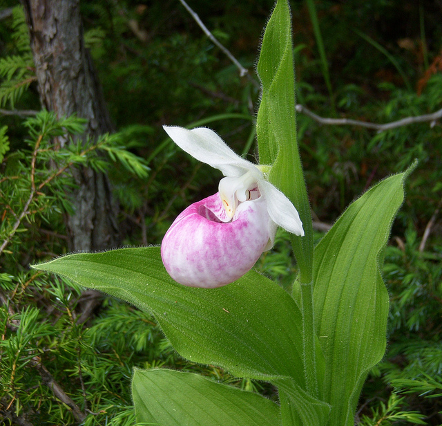 Pink Lady Slipper/Moccasin Flower:Facts, lore and amazing symbiotic  relationships with bees & fungi! - YouTube