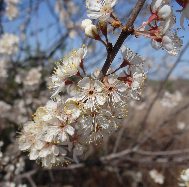 An American Plum blooming in Dane Co., Wisconsin (4/8/2012).