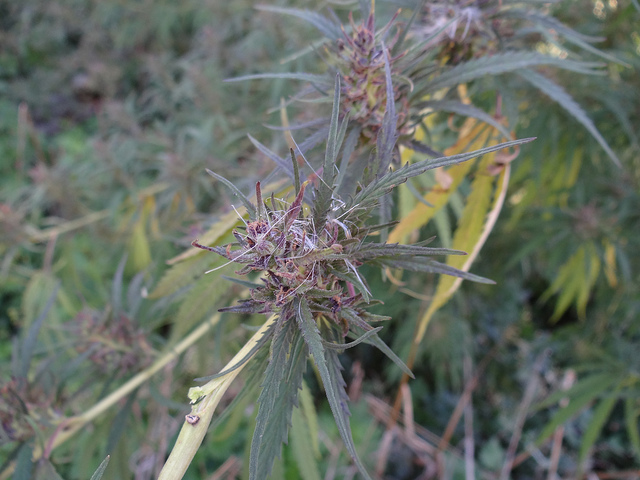 Maryland Biodiversity Project - Wild Hemp (Cannabis sativa)